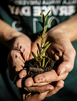 WWU的学生在每年的服务日种植一棵树.